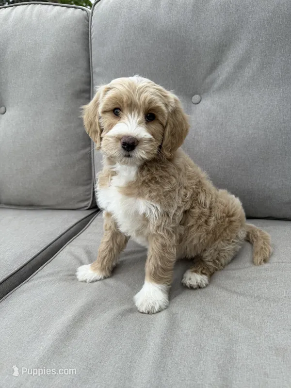 Teeter Totter  – Miniature Bernedoodle, Miniature Aussiedoodle puppy for sale in Appleton, WI