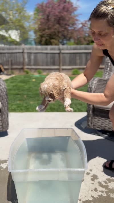 Teeter Totter , a male Miniature Bernedoodle and Miniature Aussiedoodle for sale in Appleton, WI – 4 of 4