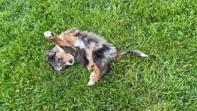 Leap Frog, a male Miniature Bernedoodle and Miniature Aussiedoodle for sale in Appleton, WI – 4 of 6