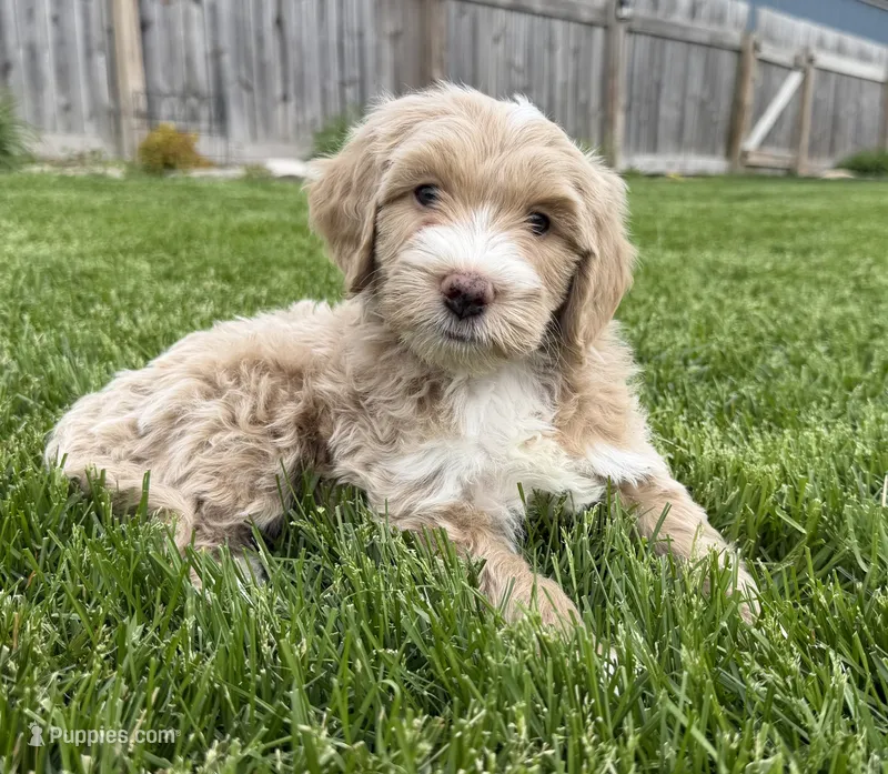 Teeter Totter  – Miniature Bernedoodle, Miniature Aussiedoodle puppy for sale in Appleton, WI