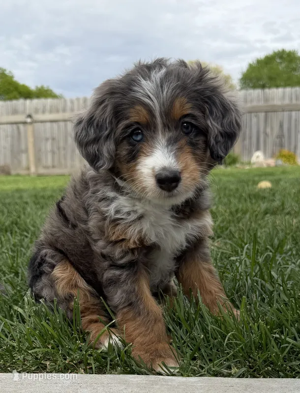 Leap Frog – Miniature Bernedoodle, Miniature Aussiedoodle puppy for sale in Appleton, WI