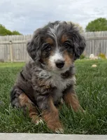 Leap Frog, a male Miniature Bernedoodle and Miniature Aussiedoodle for sale in Appleton, WI – 1 of 6