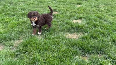 Scooter , a female Miniature Bernedoodle and Miniature Aussiedoodle for sale in Appleton, WI – 5 of 5