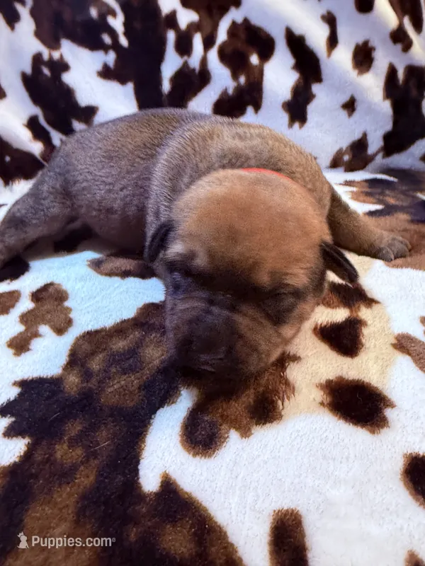 Oak   – American Bulldog, Rottweiler puppy for sale in Vienna, IL