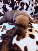 Oak  , a female American Bulldog and Rottweiler for sale in Vienna, IL – 6 of 7