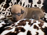 Natasha, a female American Bulldog and Rottweiler for sale in Vienna, IL – 6 of 8