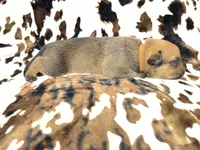Mud pie, a female American Bulldog and Rottweiler for sale in Vienna, IL – 5 of 8