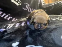 Smokey , a male American Bulldog and Rottweiler for sale in Vienna, IL – 2 of 3