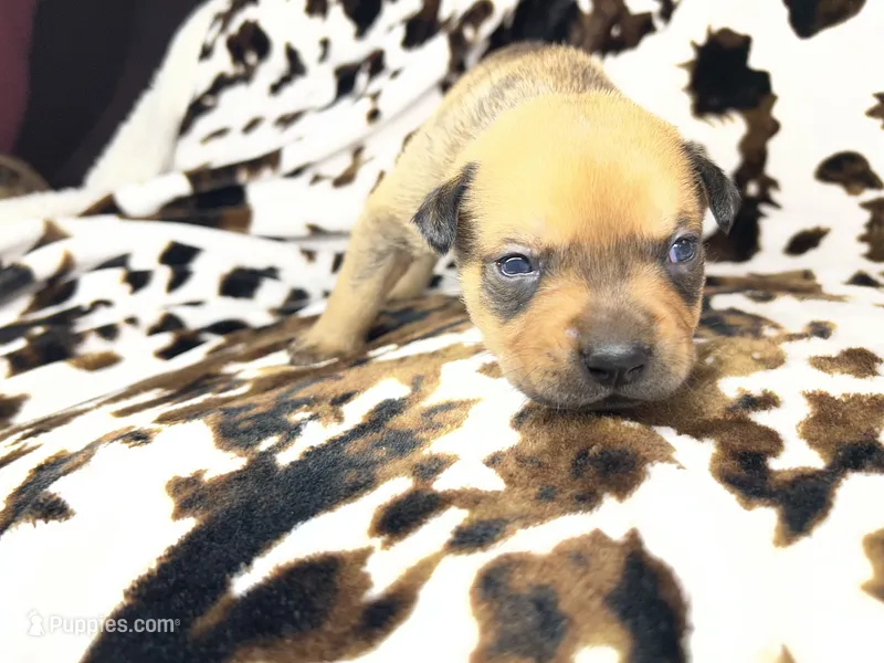 Bandit  – American Bulldog, Rottweiler puppy for sale in Vienna, IL