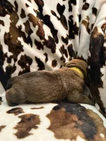 Mud pie, a female American Bulldog and Rottweiler for sale in Vienna, IL – 6 of 8