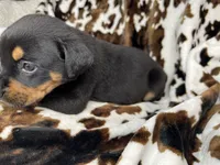 Churro, a female American Bulldog and Rottweiler for sale in Vienna, IL – 3 of 8