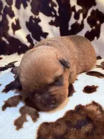 Smokey , a male American Bulldog and Rottweiler for sale in Vienna, IL – 7 of 7