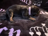 Churro, a female American Bulldog and Rottweiler for sale in Vienna, IL – 2 of 3
