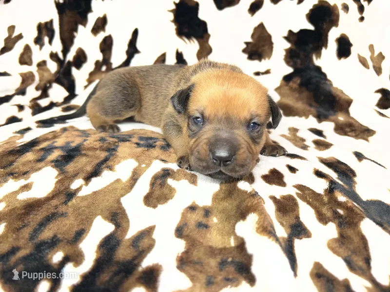 Mud pie – American Bulldog, Rottweiler puppy for sale in Vienna, IL