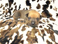 Mud pie, a female American Bulldog and Rottweiler for sale in Vienna, IL – 4 of 8
