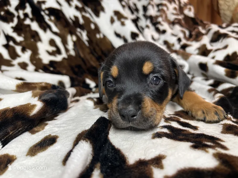 Churro – American Bulldog, Rottweiler puppy for sale in Vienna, IL