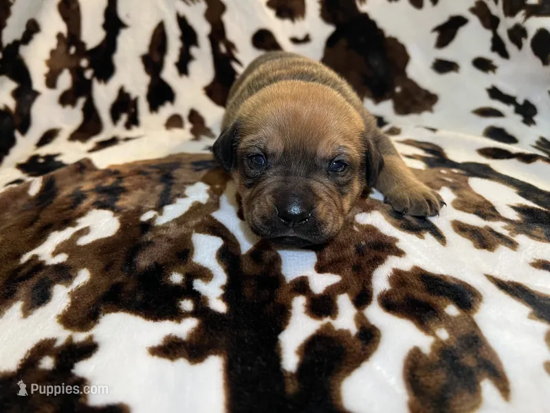 Oak   – American Bulldog, Rottweiler puppy for sale in Vienna, IL