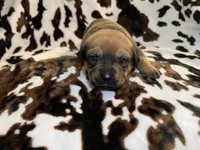 Oak  , a female American Bulldog and Rottweiler for sale in Vienna, IL – 4 of 7