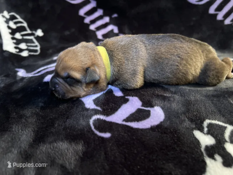 Mud pie – American Bulldog, Rottweiler puppy for sale in Vienna, IL