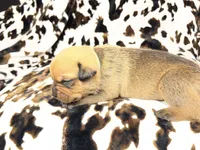 Mint, a female American Bulldog and Rottweiler for sale in Vienna, IL – 2 of 7