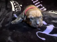Oak  , a female American Bulldog and Rottweiler for sale in Vienna, IL – 2 of 3