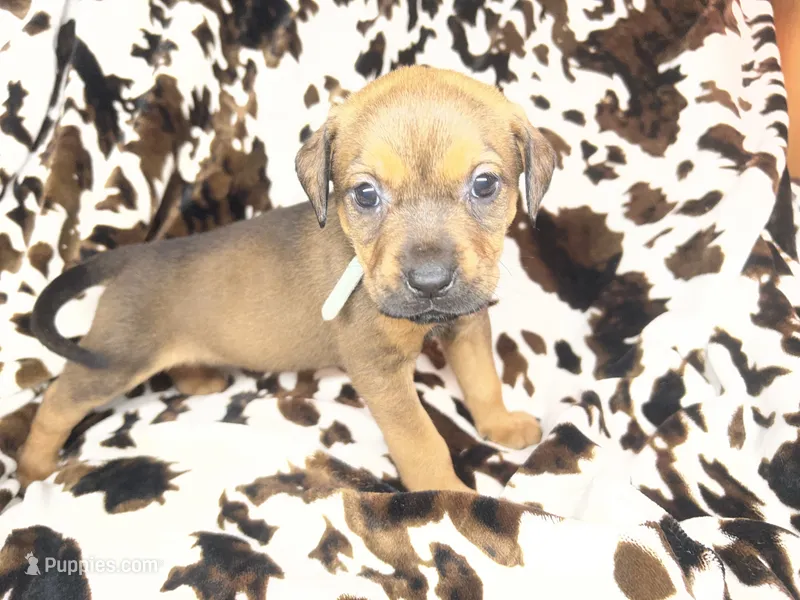 Oak   – American Bulldog, Rottweiler puppy for sale in Vienna, IL