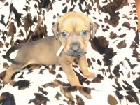Oak  , a female American Bulldog and Rottweiler for sale in Vienna, IL – 1 of 7