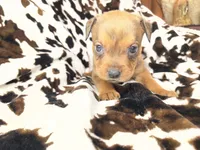Natasha, a female American Bulldog and Rottweiler for sale in Vienna, IL – 2 of 8