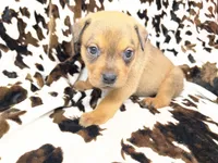 Smokey , a male American Bulldog and Rottweiler for sale in Vienna, IL – 2 of 7