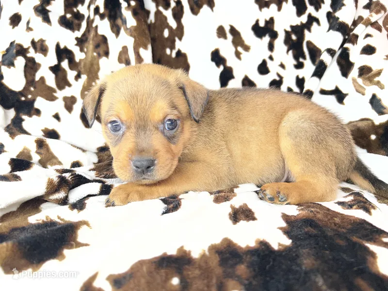 Smokey  – American Bulldog, Rottweiler puppy for sale in Vienna, IL