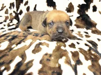 Mud pie, a female American Bulldog and Rottweiler for sale in Vienna, IL – 7 of 8