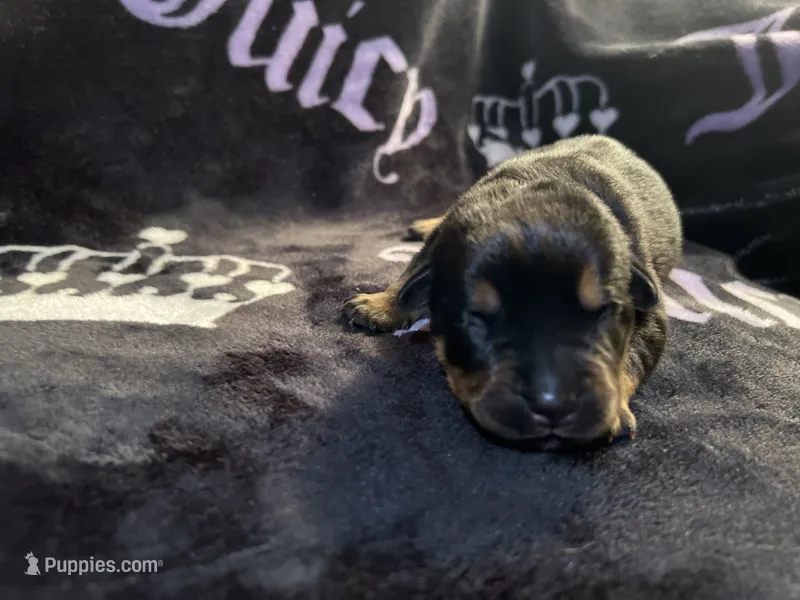 Churro – American Bulldog, Rottweiler puppy for sale in Vienna, IL