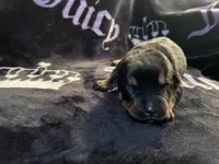 Churro, a female American Bulldog and Rottweiler for sale in Vienna, IL – 1 of 3