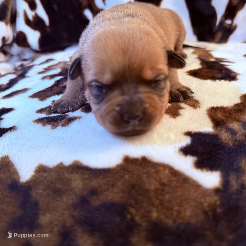 Mint – American Bulldog, Rottweiler puppy for sale in Vienna, IL