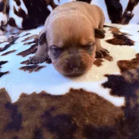 Mint, a female American Bulldog and Rottweiler for sale in Vienna, IL – 5 of 7