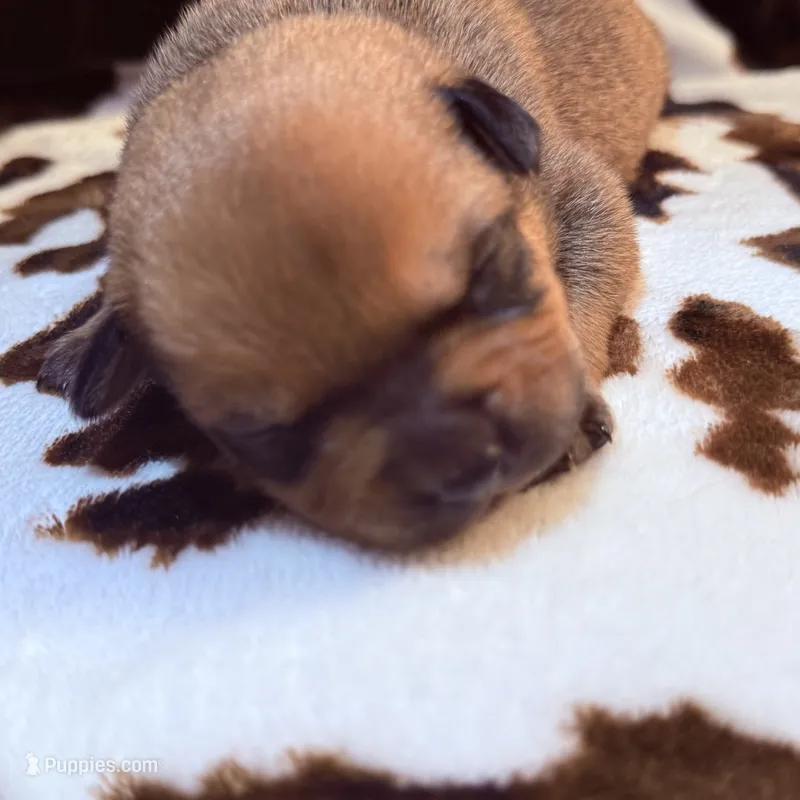 Bandit  – American Bulldog, Rottweiler puppy for sale in Vienna, IL