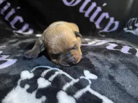Mintliegh, a female American Bulldog and Rottweiler for sale in Vienna, IL – 2 of 3