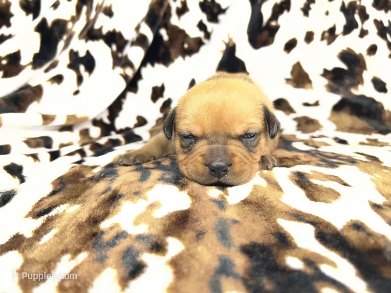Mint – American Bulldog, Rottweiler puppy for sale in Vienna, IL