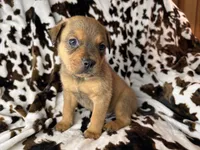 Smokey , a male American Bulldog and Rottweiler for sale in Vienna, IL – 3 of 7