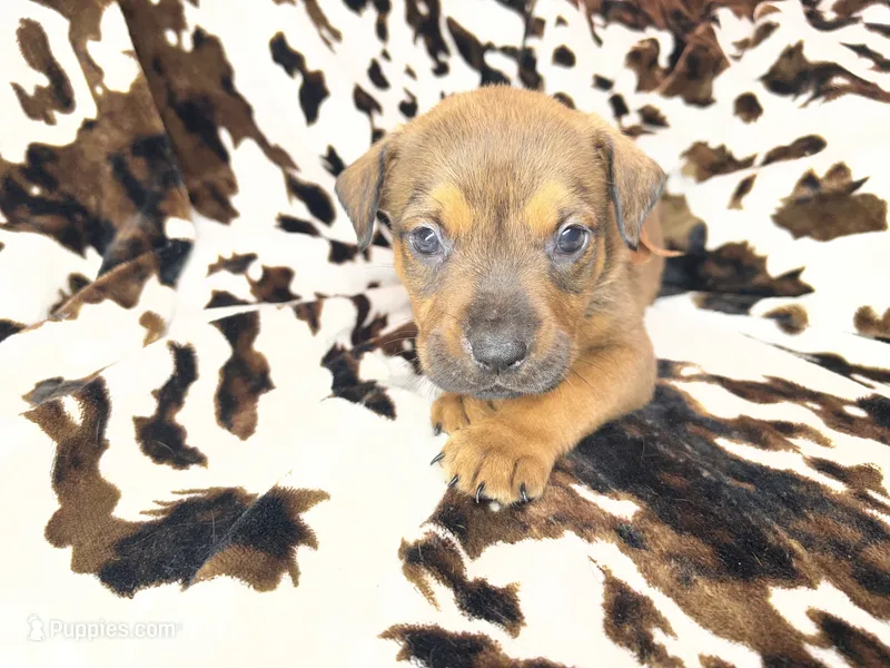 Mud pie – American Bulldog, Rottweiler puppy for sale in Vienna, IL