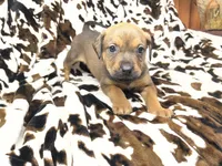 Oak  , a female American Bulldog and Rottweiler for sale in Vienna, IL – 3 of 7