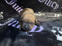 Mud pie, a female American Bulldog and Rottweiler for sale in Vienna, IL – 2 of 3