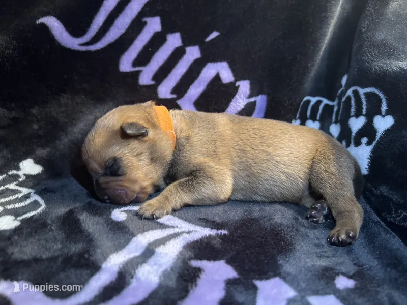 Smokey  – American Bulldog, Rottweiler puppy for sale in Vienna, IL