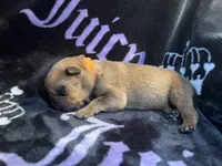 Smokey , a male American Bulldog and Rottweiler for sale in Vienna, IL – 1 of 3