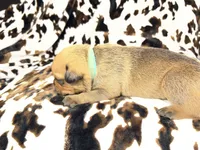 Mint, a female American Bulldog and Rottweiler for sale in Vienna, IL – 3 of 7