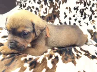 Mud pie, a female American Bulldog and Rottweiler for sale in Vienna, IL – 2 of 8