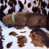 Bandit , a female American Bulldog and Rottweiler for sale in Vienna, IL – 7 of 7