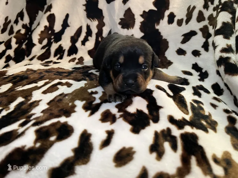 Churro – American Bulldog, Rottweiler puppy for sale in Vienna, IL