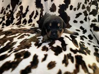 Churro, a female American Bulldog and Rottweiler for sale in Vienna, IL – 4 of 8