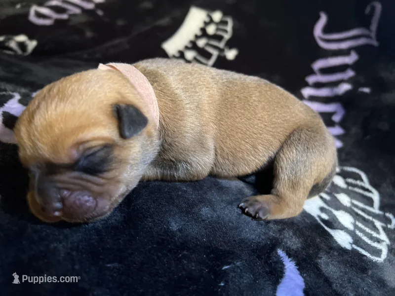 Natasha – American Bulldog, Rottweiler puppy for sale in Vienna, IL